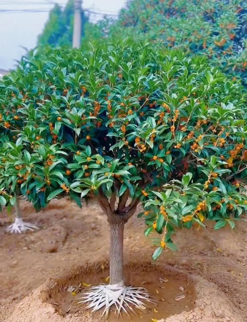 桂花嫁接怎么操作？3个关键步骤让普通桂树四季飘香（附失败教训）