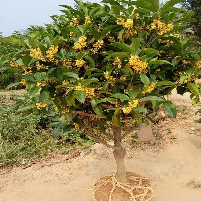 桂花苗选实生还是嫁接？3分钟看懂哪种更适合你家院子