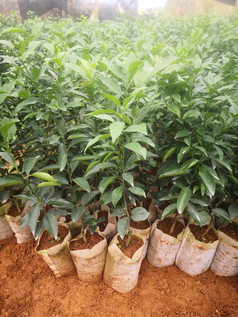 长期大量供应优质自育沃柑杯苗，地苗，欢迎实地考察
