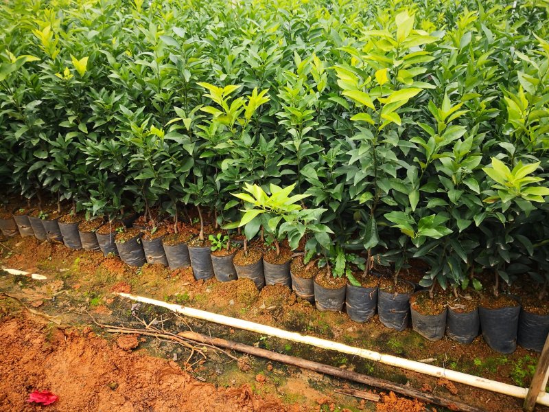 长期大量供应优质自育沃柑杯苗，地苗，欢迎实地考察