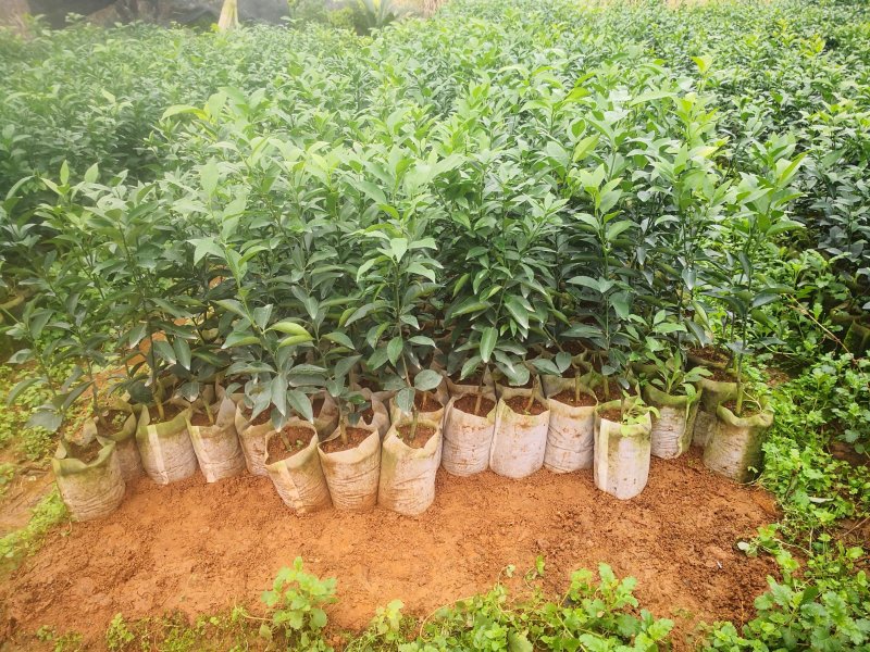 长期大量供应优质自育沃柑杯苗，地苗，欢迎实地考察