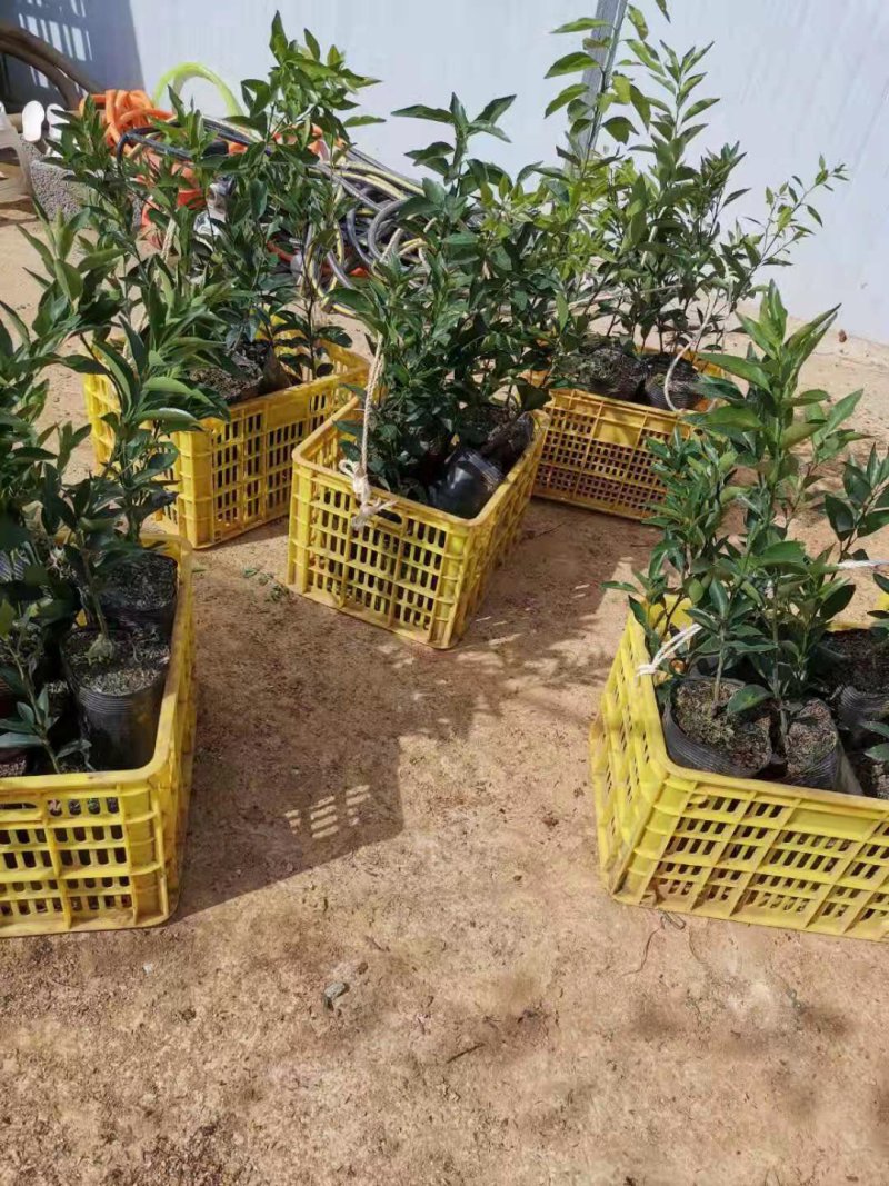 长期大量供应优质自育沃柑杯苗，地苗，欢迎实地考察