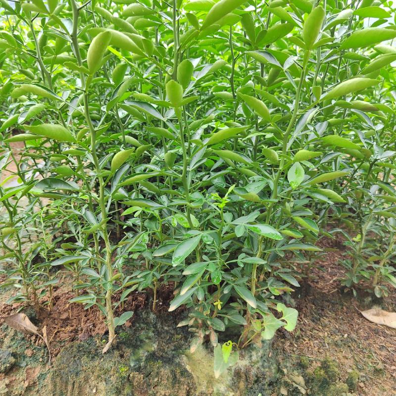 枳橙苗大叶枳壳实生苗枳橙实生苗卡佐里枳橙苗枳橙芽苗